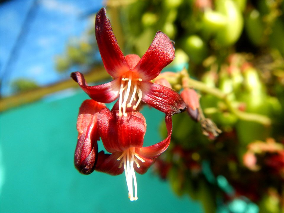 Averrhoa bilimbi Kamias fruits flowers trees "cucumber tree" and "tree sorrel", along Cambaog Bridge (Talampas, Bustos, Bulacan) General Alejo Santos Highway 14°55'55"N   120°54'25"E Barangays San Ped