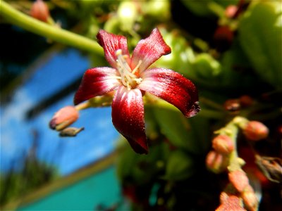 Averrhoa bilimbi Kamias fruits flowers trees "cucumber tree" and "tree sorrel", along Cambaog Bridge (Talampas, Bustos, Bulacan) General Alejo Santos Highway 14°55'55"N   120°54'25"E Barangays San Ped
