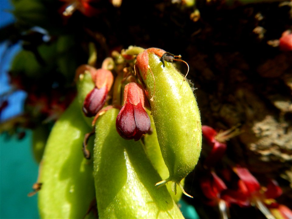 Averrhoa bilimbi Kamias fruits flowers trees "cucumber tree" and "tree sorrel", along Cambaog Bridge (Talampas, Bustos, Bulacan) General Alejo Santos Highway 14°55'55"N   120°54'25"E Barangays San Ped