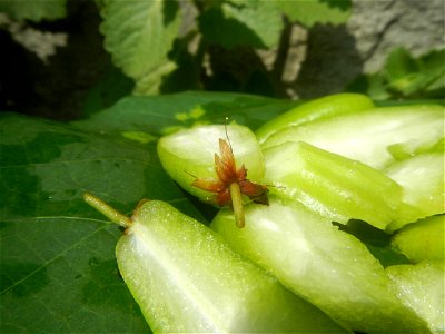 Oxalidaceae Kamias Averrhoa bilimbi L. Bilimbi Tree Huang gua shu Kamias slices in Poblacion, Baliuag, Bulacan Timeline of the 2020 coronavirus pandemic in the Philippines  2020 coronavirus pandemic i