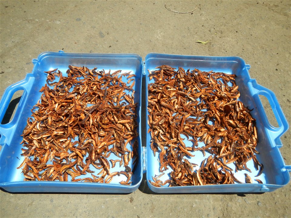 Laguna Northwestern College Famy & Siniloan Boudary in Barangays Batuhan and Buhay
Dried Kamias Siniloan River I. Mendiola, Siniloan, Laguna Buhay, Siniloan, Laguna Buhay Elementary School Buhay B