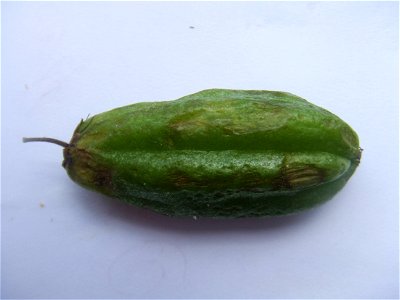 Averrhoa bilimbi, bought at the Binnenrotte market in Rotterdam, The Netherlands