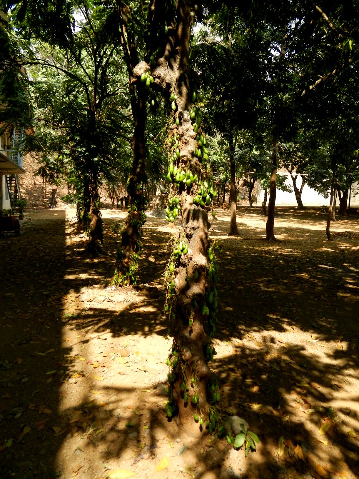 Averrhoa bilimbi Kamias trees and fruits in Vincentian Hills Seminary & Retreat House, Guido St.,  Barangay San Roque of the Roman Catholic Diocese of Antipolo, built, inaugurated solemnly on Febr