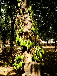 Averrhoa bilimbi Kamias trees and fruits in Vincentian Hills Seminary & Retreat House, Guido St.,  Barangay San Roque of the Roman Catholic Diocese of Antipolo, built, inaugurated solemnly on Febr