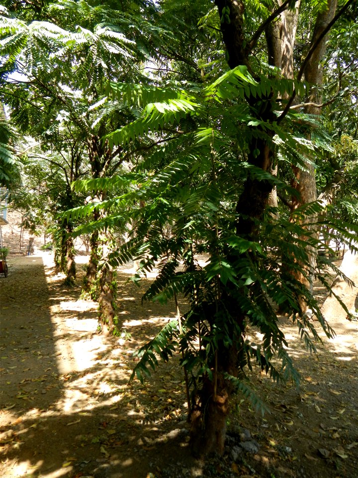 Averrhoa bilimbi Kamias trees and fruits in Vincentian Hills Seminary & Retreat House, Guido St.,  Barangay San Roque of the Roman Catholic Diocese of Antipolo, built, inaugurated solemnly on Febr