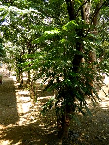 Averrhoa bilimbi Kamias trees and fruits in Vincentian Hills Seminary & Retreat House, Guido St.,  Barangay San Roque of the Roman Catholic Diocese of Antipolo, built, inaugurated solemnly on Febr