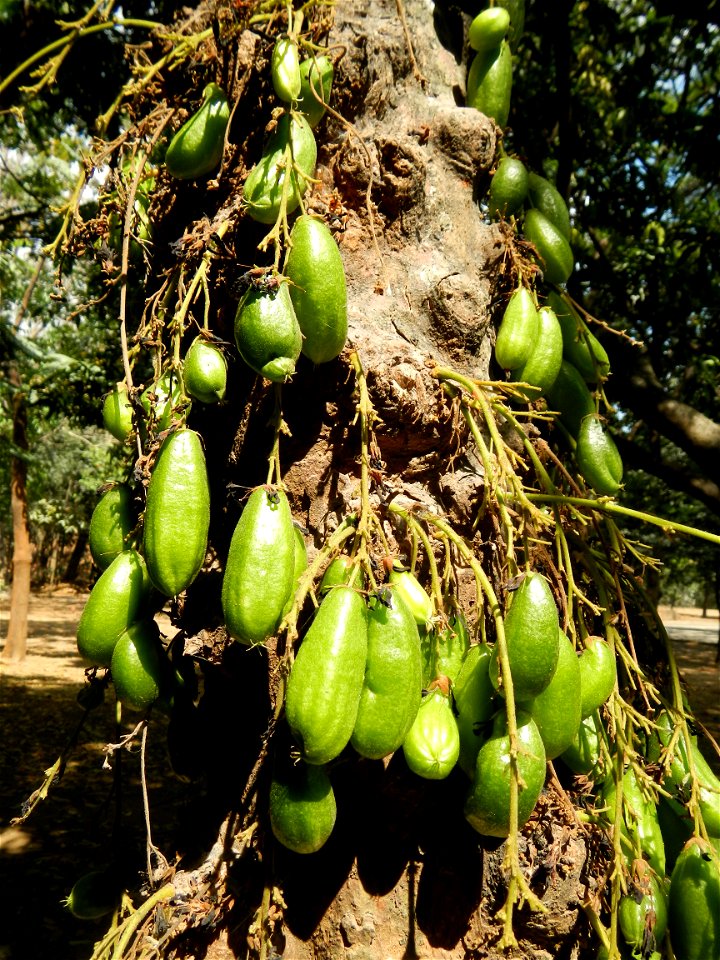 Averrhoa bilimbi Kamias trees and fruits in Vincentian Hills Seminary & Retreat House, Guido St.,  Barangay San Roque of the Roman Catholic Diocese of Antipolo, built, inaugurated solemnly on Febr