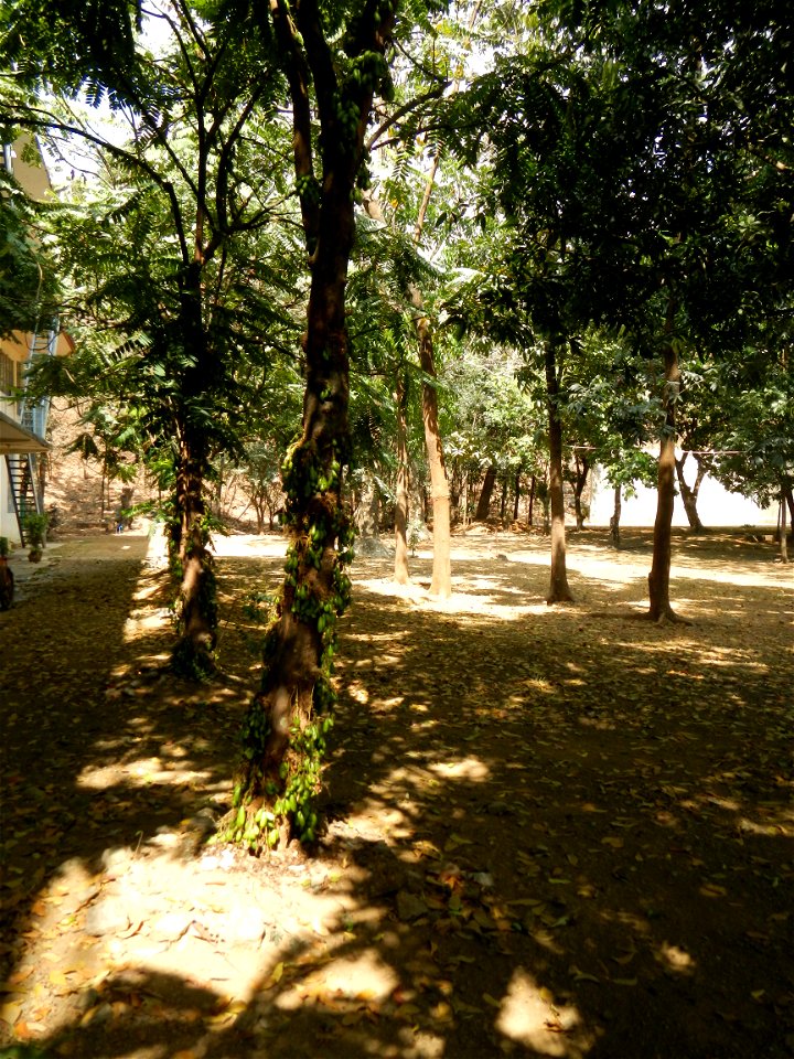 Averrhoa bilimbi Kamias trees and fruits in Vincentian Hills Seminary & Retreat House, Guido St.,  Barangay San Roque of the Roman Catholic Diocese of Antipolo, built, inaugurated solemnly on Febr