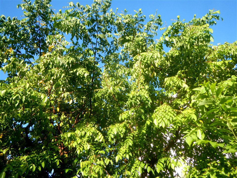 Averrhoa carambola Reyes Strawberry Farm (Purok 2, Calumpang, Calumpit, Bulacan) Pot-grown strawberry plants in the Philippines Paddy fields, trees and houses (Calumpang farm-to-market road, Calumpit,