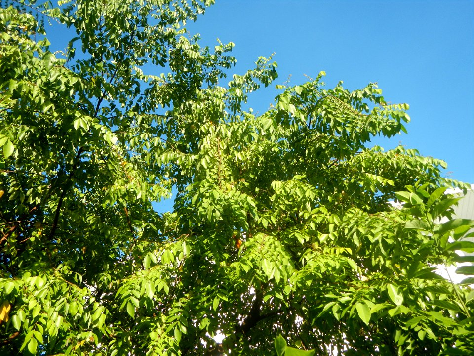Averrhoa carambola Reyes Strawberry Farm (Purok 2, Calumpang, Calumpit, Bulacan) Pot-grown strawberry plants in the Philippines Paddy fields, trees and houses (Calumpang farm-to-market road, Calumpit,