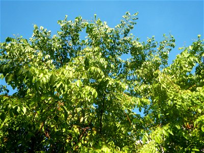 Averrhoa carambola Reyes Strawberry Farm (Purok 2, Calumpang, Calumpit, Bulacan) Pot-grown strawberry plants in the Philippines Paddy fields, trees and houses (Calumpang farm-to-market road, Calumpit,