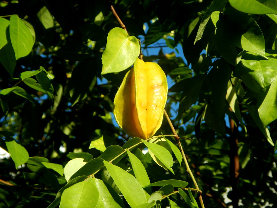 Averrhoa carambola Reyes Strawberry Farm (Purok 2, Calumpang, Calumpit, Bulacan) Pot-grown strawberry plants in the Philippines Paddy fields, trees and houses (Calumpang farm-to-market road, Calumpit,