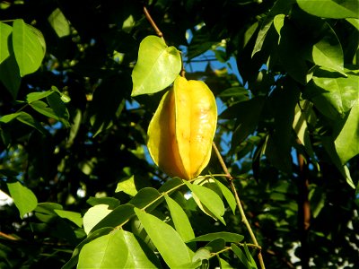 Averrhoa carambola Reyes Strawberry Farm (Purok 2, Calumpang, Calumpit, Bulacan) Pot-grown strawberry plants in the Philippines Paddy fields, trees and houses (Calumpang farm-to-market road, Calumpit,