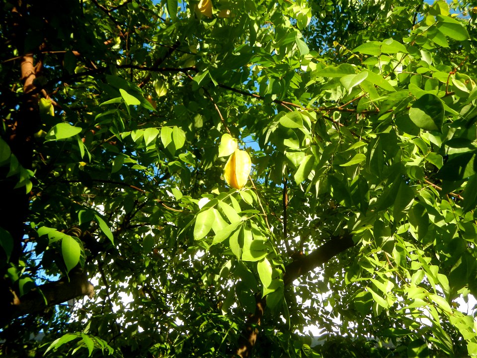 Averrhoa carambola Reyes Strawberry Farm (Purok 2, Calumpang, Calumpit, Bulacan) Pot-grown strawberry plants in the Philippines Paddy fields, trees and houses (Calumpang farm-to-market road, Calumpit,