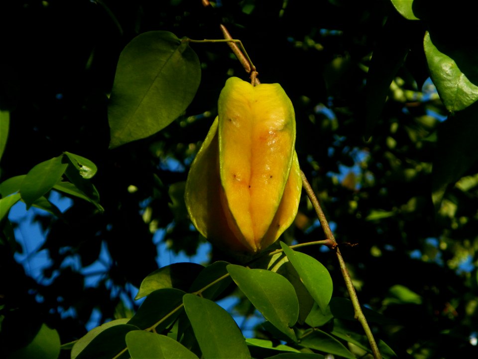 Averrhoa carambola Reyes Strawberry Farm (Purok 2, Calumpang, Calumpit, Bulacan) Pot-grown strawberry plants in the Philippines Paddy fields, trees and houses (Calumpang farm-to-market road, Calumpit,