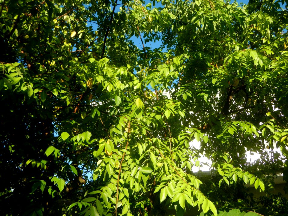 Averrhoa carambola Reyes Strawberry Farm (Purok 2, Calumpang, Calumpit, Bulacan) Pot-grown strawberry plants in the Philippines Paddy fields, trees and houses (Calumpang farm-to-market road, Calumpit,