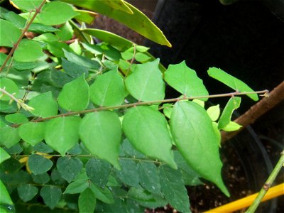 Averrhoa carambola, picture taken at the Botanische tuin TU Delft in Delft, The Netherlands photo