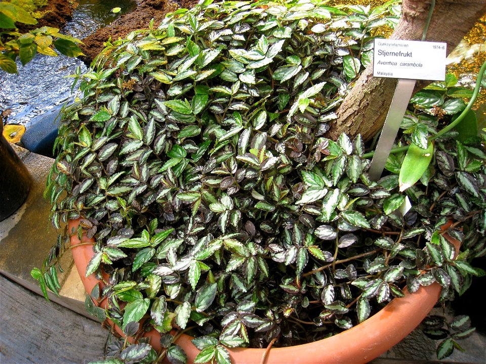 Averrhoa carambola trunk in the Oslo Botanical Garden, Oslo, Norway.