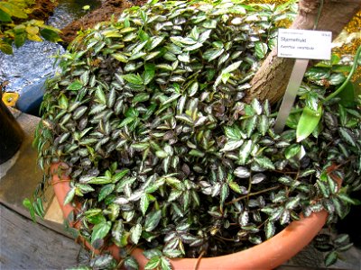 Averrhoa carambola trunk in the Oslo Botanical Garden, Oslo, Norway.