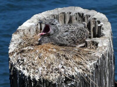 Yawn gull bird