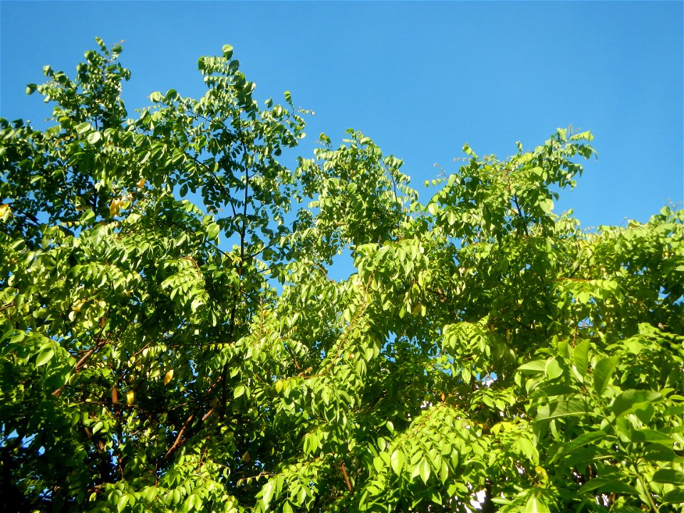 Averrhoa carambola Reyes Strawberry Farm (Purok 2, Calumpang, Calumpit, Bulacan) Pot-grown strawberry plants in the Philippines Paddy fields, trees and houses (Calumpang farm-to-market road, Calumpit,