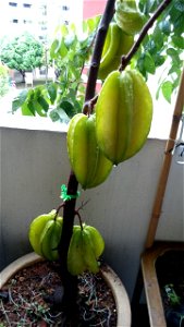 Carambola in Singapore.