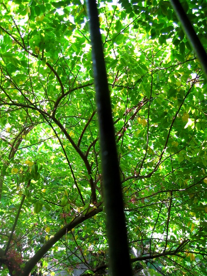 Carambola: leaves, flowers and fruits