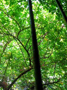 Carambola: leaves, flowers and fruits