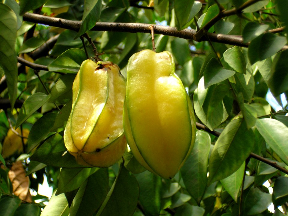 Star fruit (Averrhoa carambola)