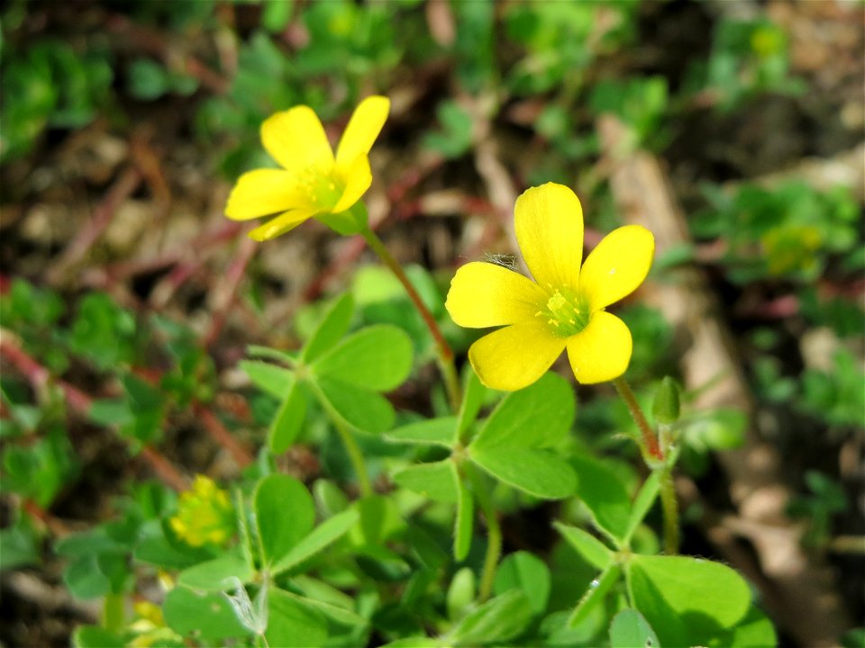 Horn-Sauerklee (Oxalis corniculata) in Hockenheim