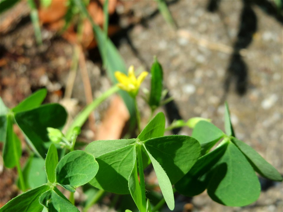 Horn-Sauerklee (Oxalis corniculata) in Hockenheim