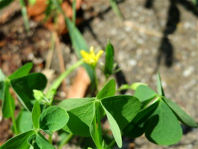 Horn-Sauerklee (Oxalis corniculata) in Hockenheim