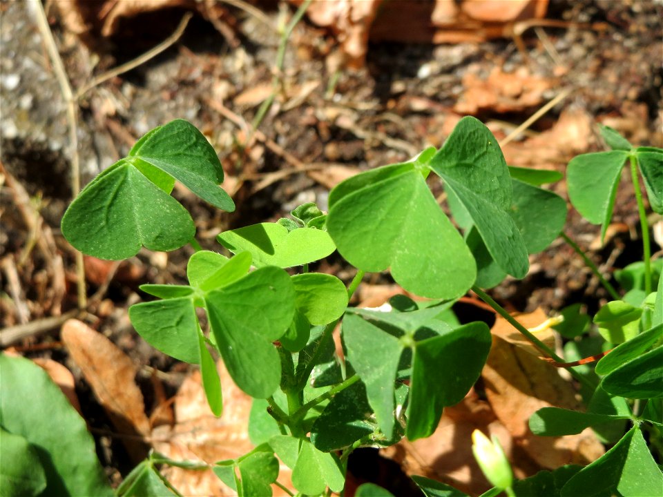 Horn-Sauerklee (Oxalis corniculata) in Hockenheim