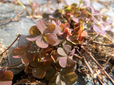 Horn-Sauerklee (Oxalis corniculata) in Saarbrücken