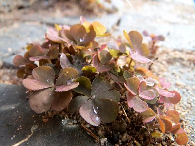Horn-Sauerklee (Oxalis corniculata) in Saarbrücken