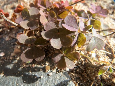 Horn-Sauerklee (Oxalis corniculata) in Saarbrücken