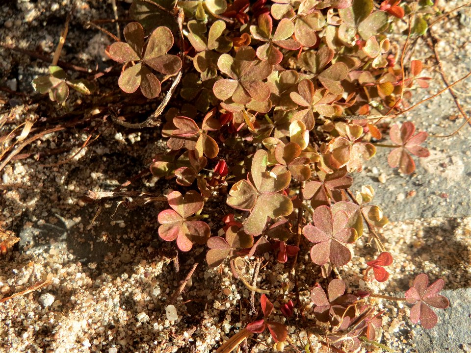 Horn-Sauerklee (Oxalis corniculata) in Saarbrücken