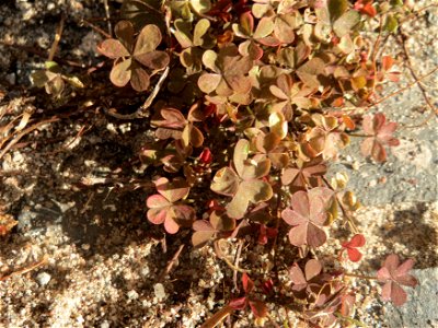 Horn-Sauerklee (Oxalis corniculata) in Saarbrücken