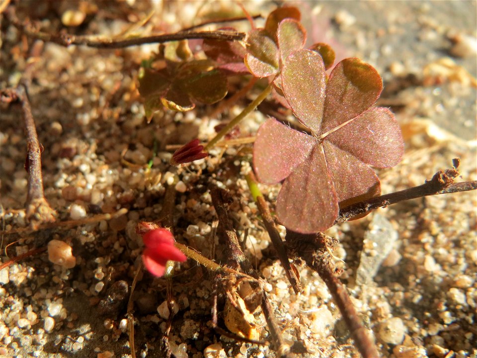 Horn-Sauerklee (Oxalis corniculata) in Saarbrücken