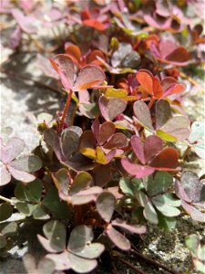 Horn-Sauerklee (Oxalis corniculata) in Saarbrücken