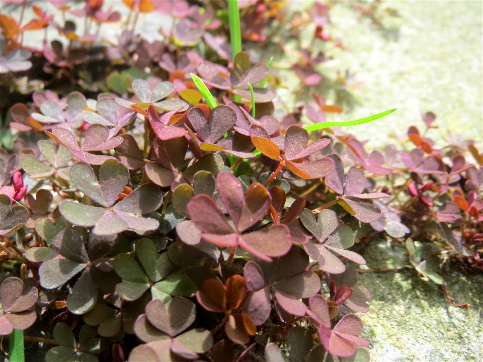 Horn-Sauerklee (Oxalis corniculata) in Saarbrücken
