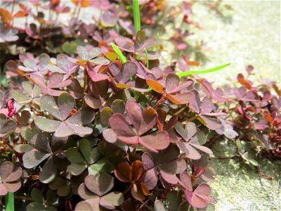 Horn-Sauerklee (Oxalis corniculata) in Saarbrücken