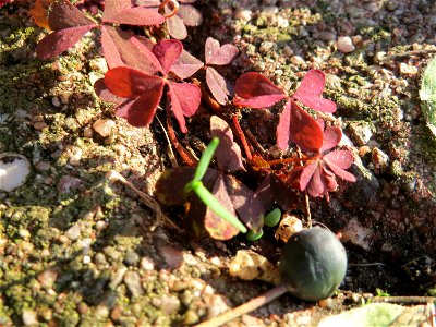 Horn-Sauerklee (Oxalis corniculata) in Hockenheim