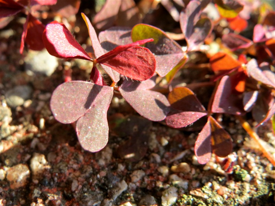 Horn-Sauerklee (Oxalis corniculata) in Hockenheim