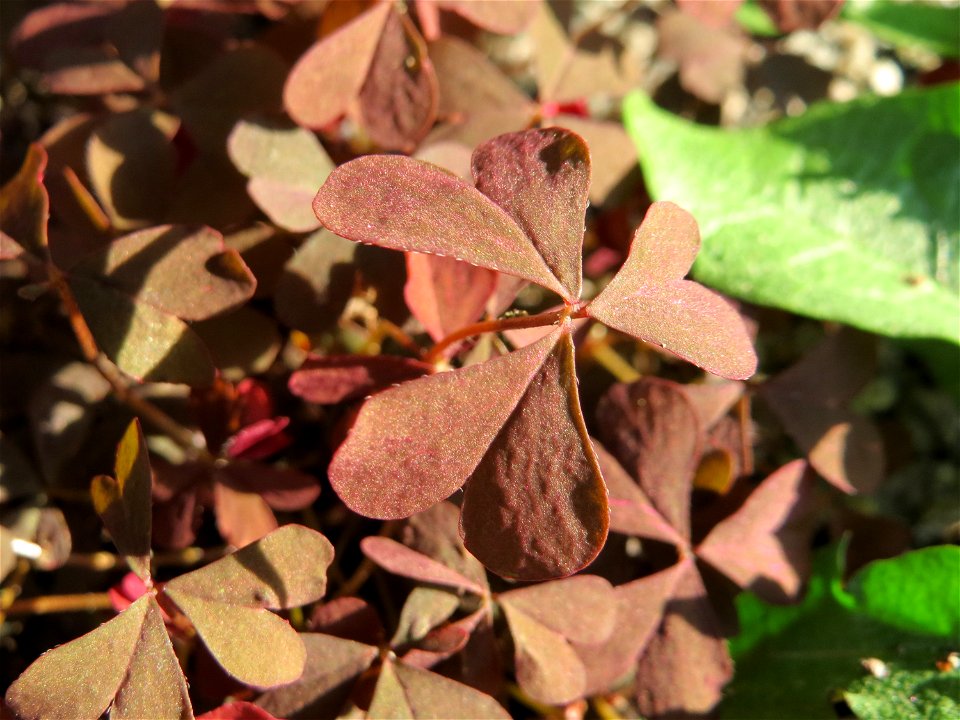 Horn-Sauerklee (Oxalis corniculata) in Hockenheim