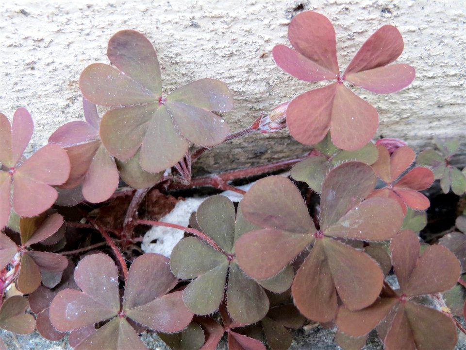 Horn-Sauerklee (Oxalis corniculata) in Heidelberg