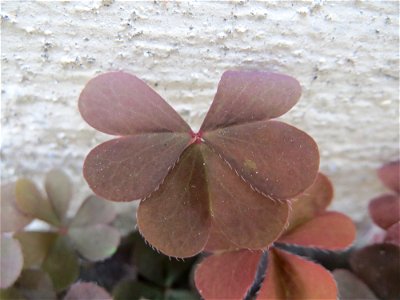 Horn-Sauerklee (Oxalis corniculata) in Heidelberg
