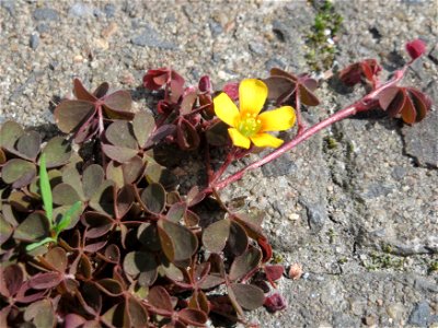 Horn-Sauerklee (Oxalis corniculata) in Heidelberg
