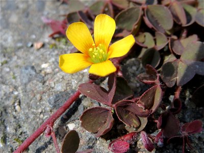 Horn-Sauerklee (Oxalis corniculata) in Heidelberg