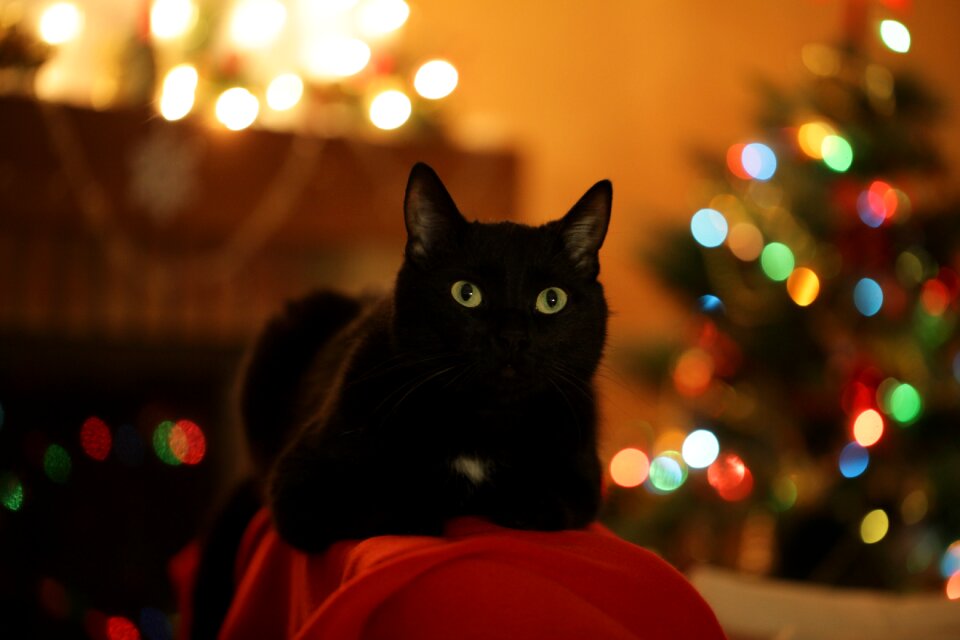 Christmas tree holiday swag